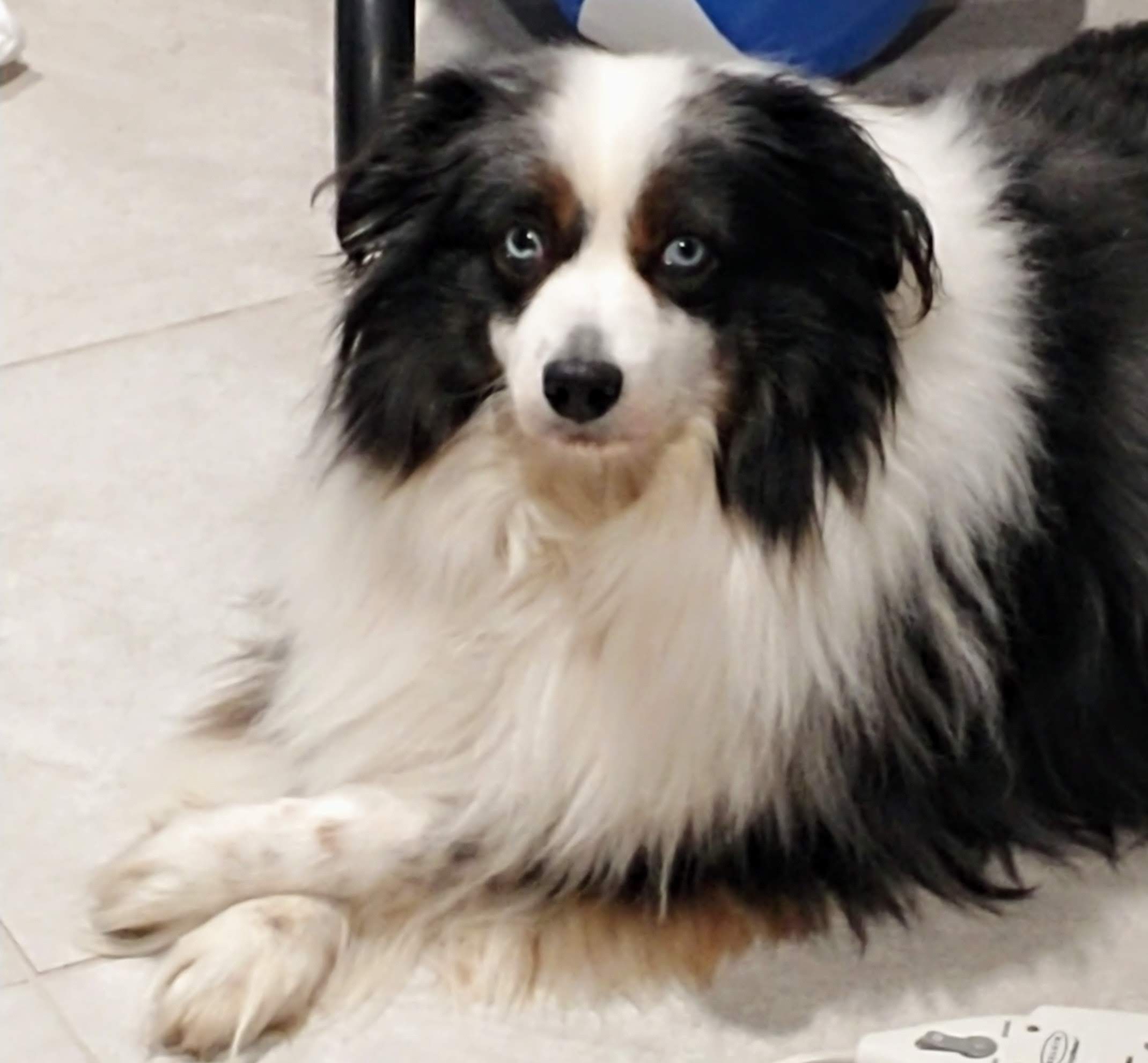 Buddy, a black, white, and tan Australian Shepherd with striking blue eyes, from Plainview, NY