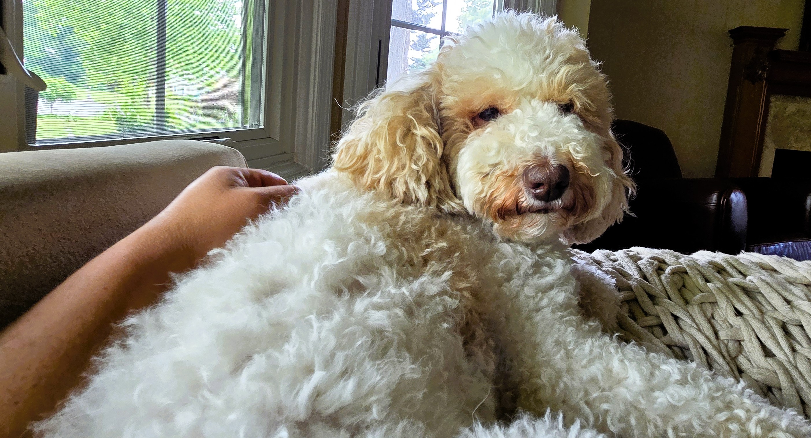 Cali, a cream-colored curly-coated doodle relaxing on the couch, from Dix Hills, NY