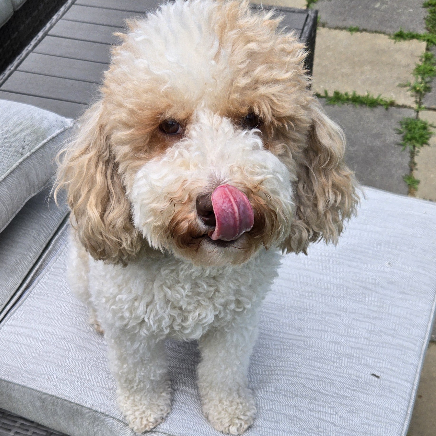 Cali, a cream and apricot doodle licking her nose out on the patio, from Dix Hills, NY