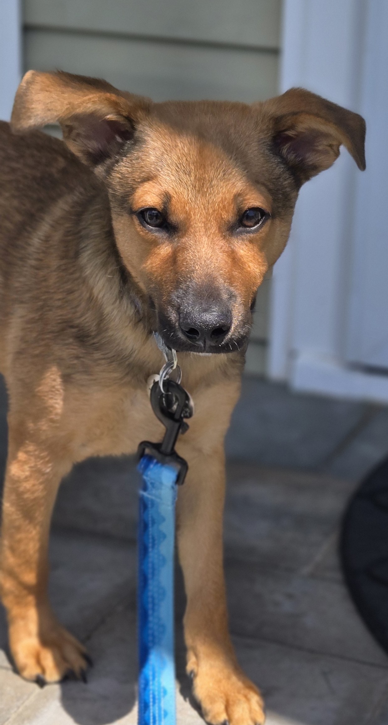 Marlin, a young tan shepherd-mix puppy with floppy ears on a blue leash, from Plainview, NY
